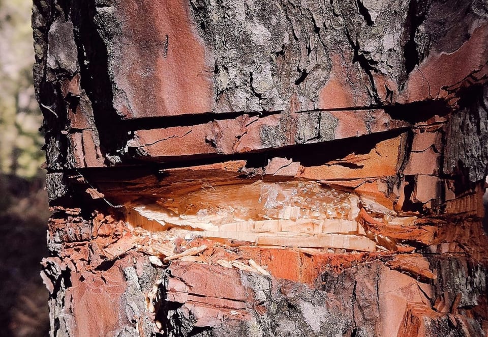 Tree trunk with deep vertical fire scar in a sunlit forest. Bark is darkened and charred down the center, surrounded by warm light.